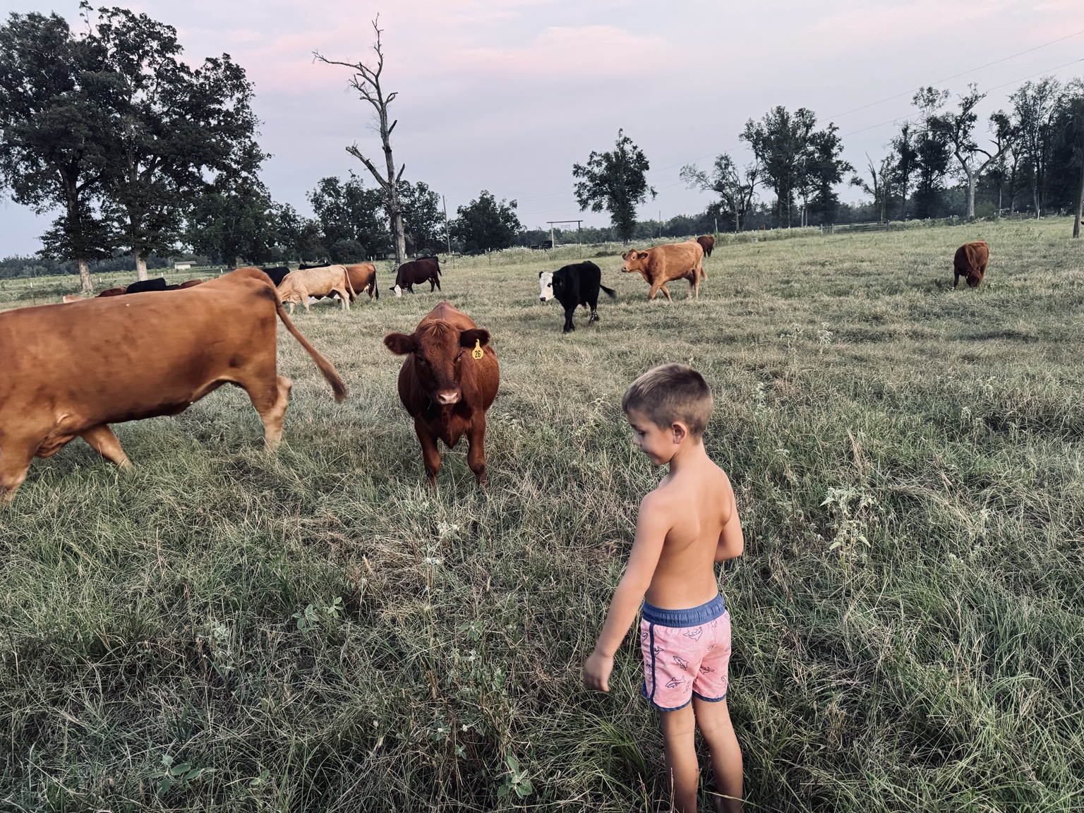 A Womack child with cattle in the pasture