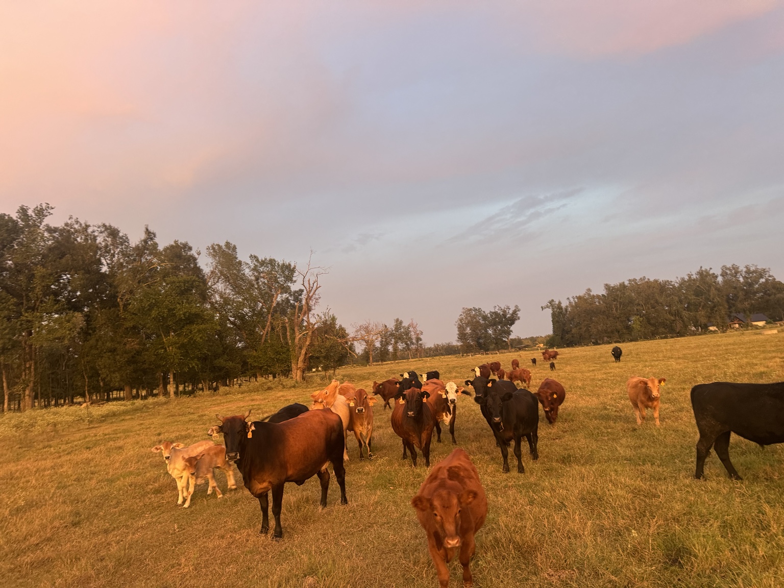 Womack Land and Cattle herd in a Louisiana pasture at sunset