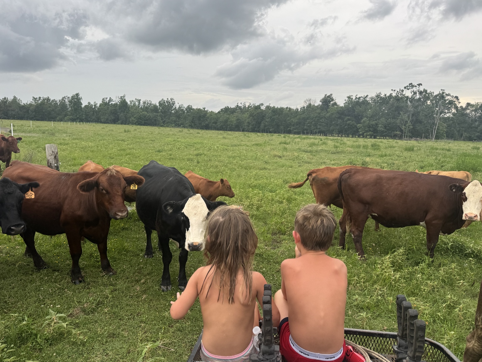 Womack family checking cattle